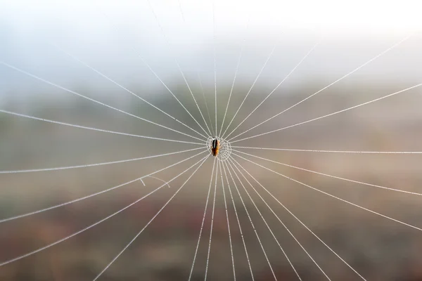 Паук в паутине — стоковое фото