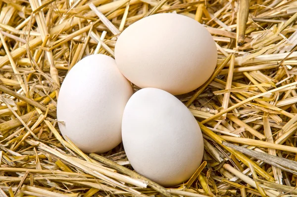 Three white eggs lie in the straw — Stock Photo, Image