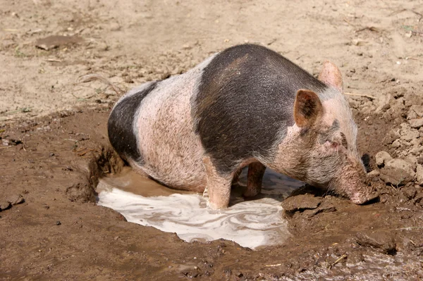 Il maiale bianco e nero si bagna nei fanghi — Foto Stock