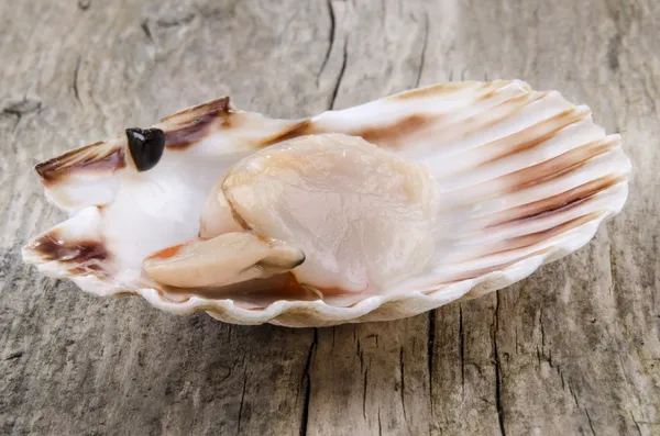 Open scallop in a shell — Stock Photo, Image