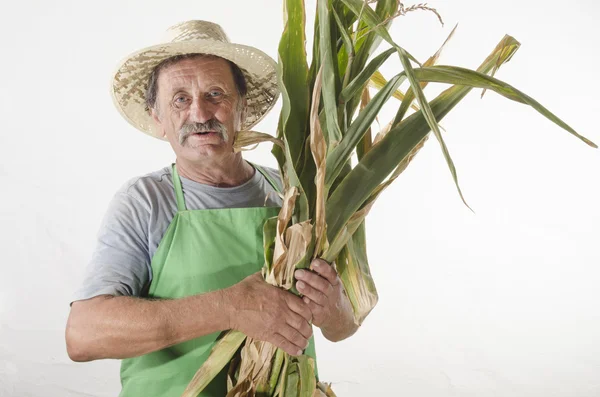 Органічний фермер зі свіжозібраною кукурудзою — стокове фото