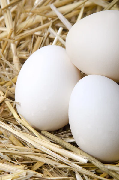 Duck eggs lying in straw — Stock Photo, Image