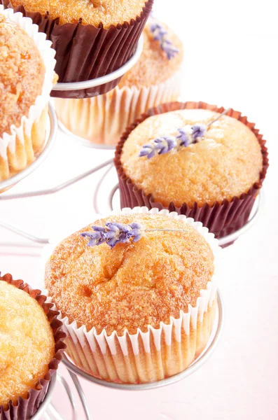 Vanilla cupcake with lavender — Stock Photo, Image