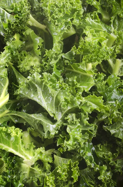 Kale, also known as green cabbage — Stock Photo, Image