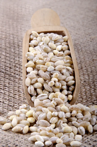 Pearl barley on a wooden shovel — Stock Photo, Image