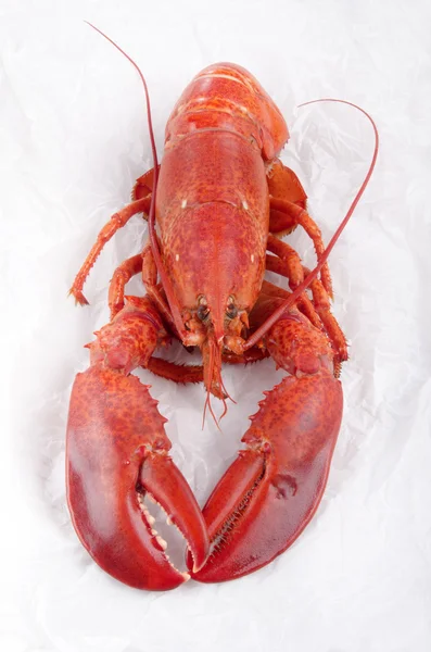 Homard fraîchement bouilli sur un papier de cuisine blanc — Photo