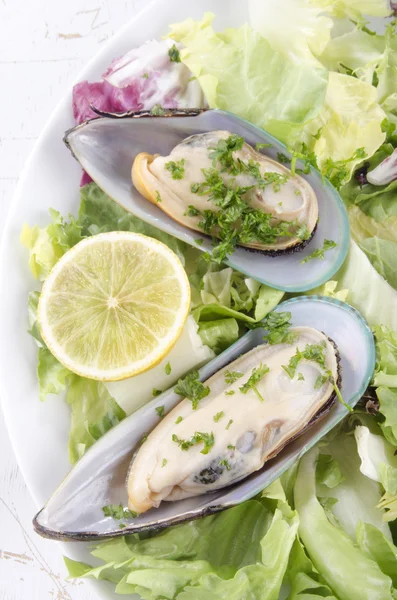 Green lipped mussels from new zealand — Stock Photo, Image
