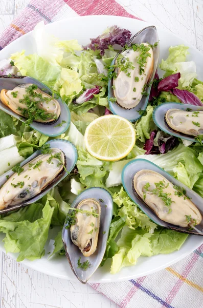 Grön lipped musslor från Nya Zeeland — Stockfoto