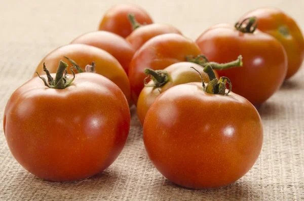 Tomates recién cosechados de la agricultura ecológica — Foto de Stock