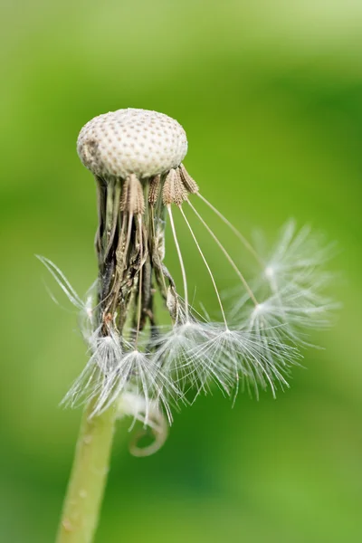 Dandelion — Stock Photo, Image