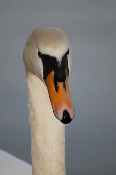 Close-up do cisne — Fotografia de Stock