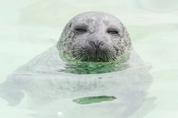 Texel - 2009 Texel-2009