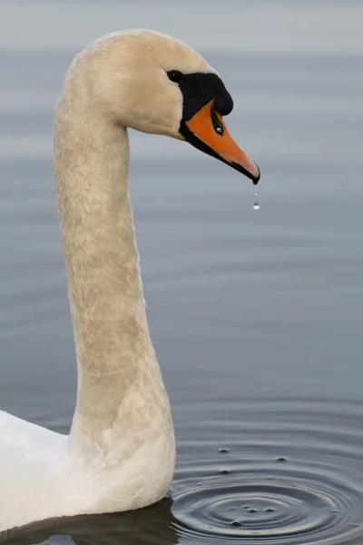 Schwan an einem kleinen See — Stockfoto