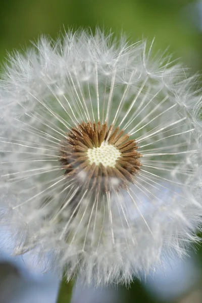 Dandelion — Stock Photo, Image