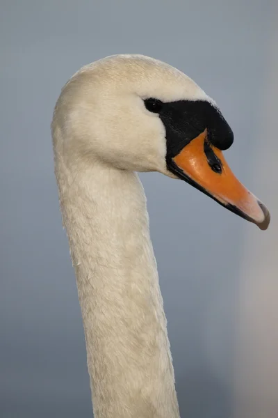 Cisne em um pequeno lago — Fotografia de Stock