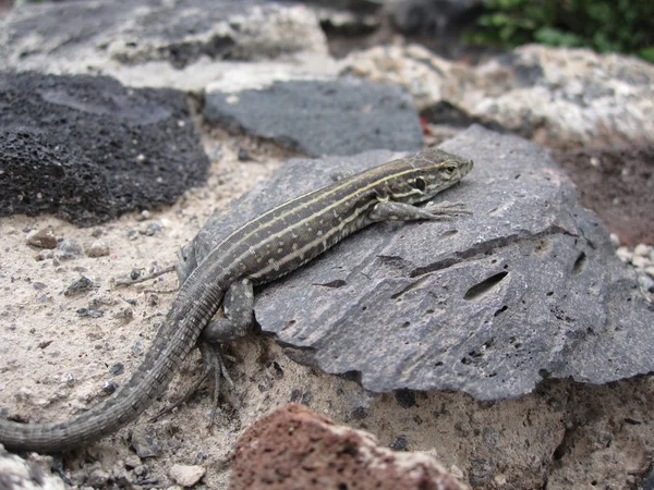 Begrotingsjaar 2010 — Stockfoto