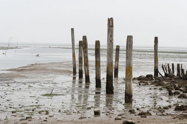 Texel - Texel 2009 - 2009 — Stockfoto