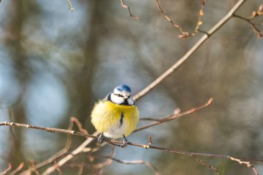 blue tit in the winter on a tree