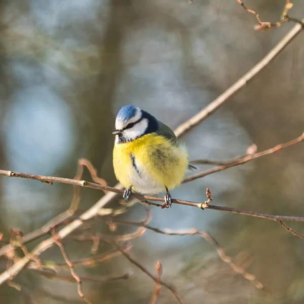 Blue tit in the winter on a tree — Foto de Stock