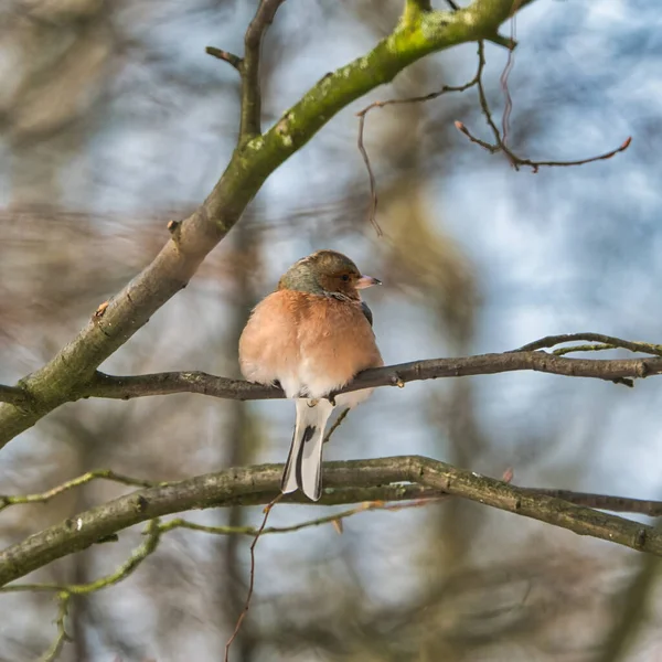 Único queixo em uma árvore no inverno — Fotografia de Stock