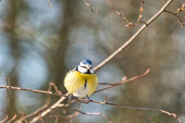 Blue tit in the winter on a tree — Stock Photo, Image