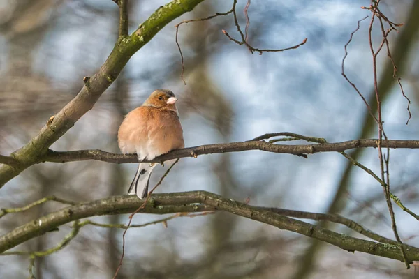 Pinzón único en un árbol en el invierno — Foto de Stock