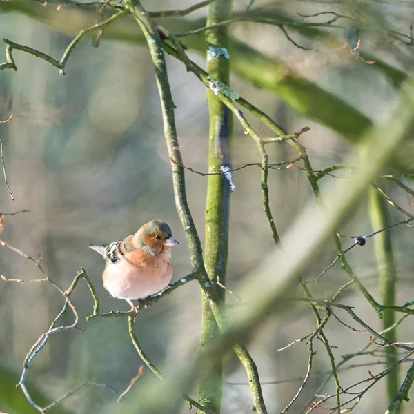 Single chaffinch on a tree in the winter — Stock Photo, Image