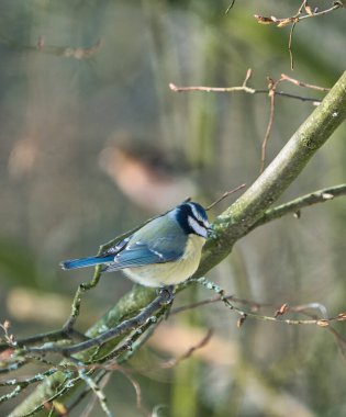 blue tit in the winter on a tree