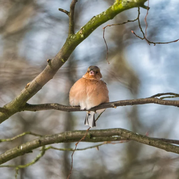 Pinzón único en un árbol en el invierno — Foto de Stock