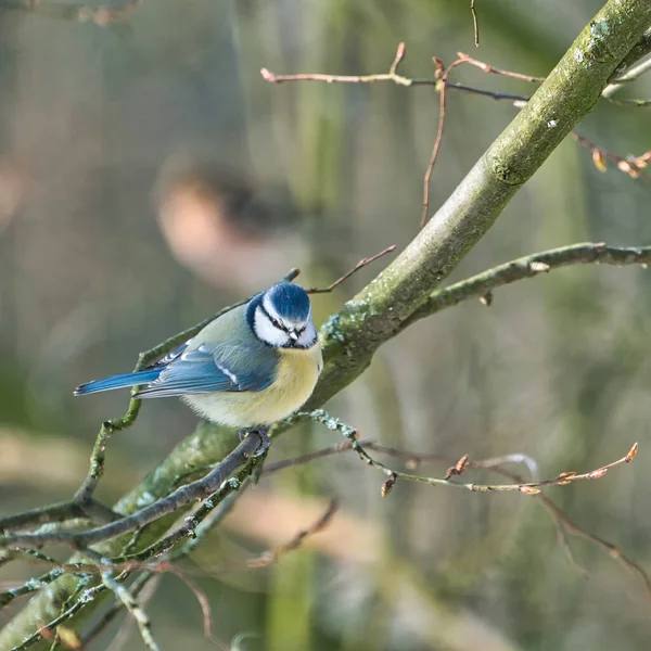 Blue tit in the winter on a tree — Stock Photo, Image