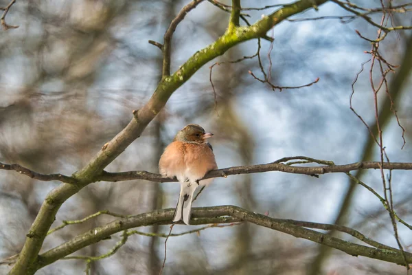 Single chaffinch on a tree in the winter — Stock Photo, Image