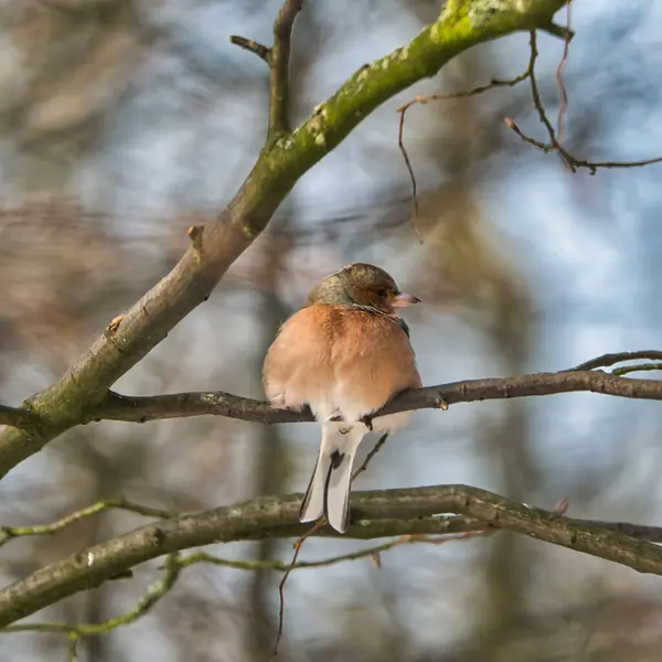 Pinzón único en un árbol en el invierno — Foto de Stock