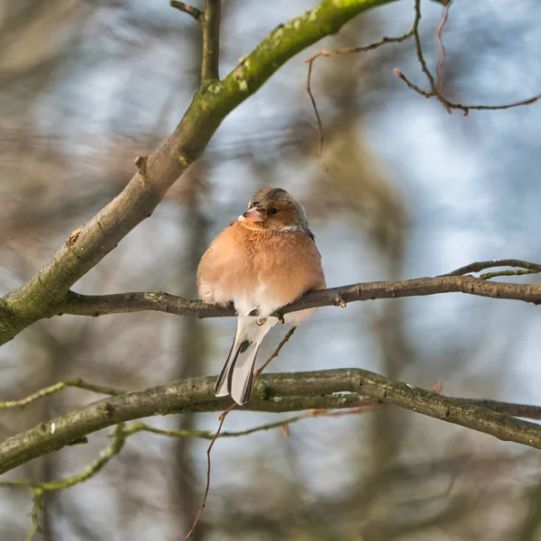 Buchfink auf einem Baum im Winter — Stockfoto