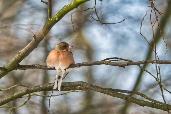 Buchfink auf einem Baum im Winter — Stockfoto