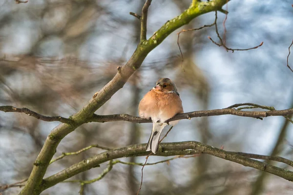 Buchfink auf einem Baum im Winter — Stockfoto