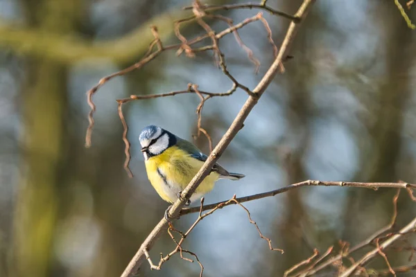 Blue tit in the winter on a tree — Stock Photo, Image