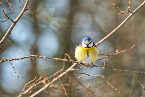 Blue tit in the winter on a tree — Stock Photo, Image