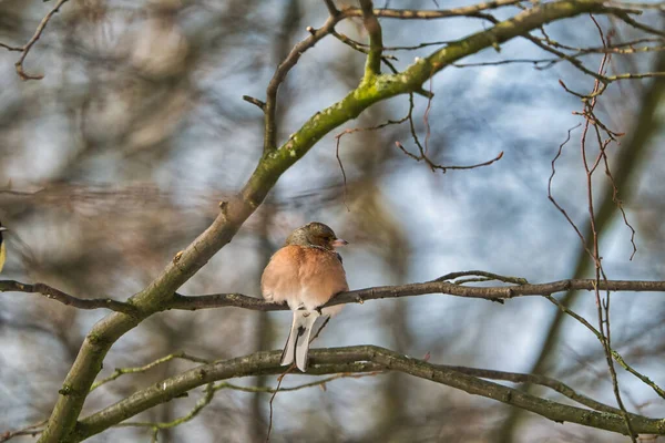 Buchfink auf einem Baum im Winter — Stockfoto