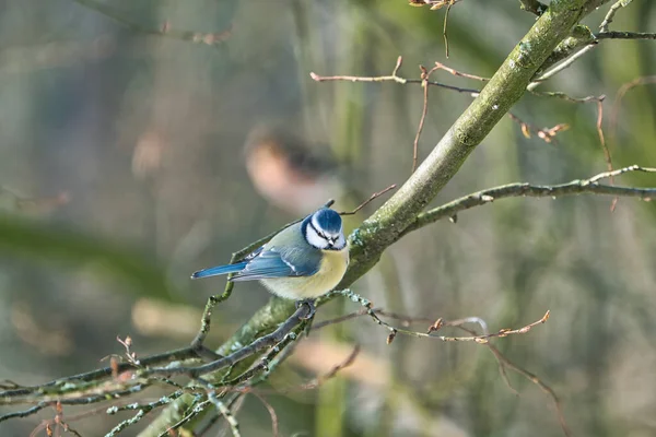 Blue tit in the winter on a tree — Stock Photo, Image