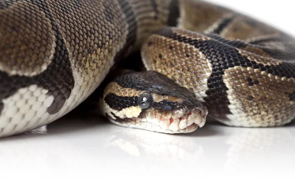 Portrait of python snake closeup