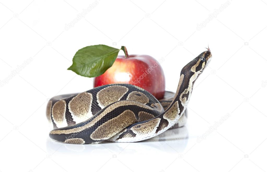 Royal Python with red apple Stock Photo by ©alkir_dep 16286909