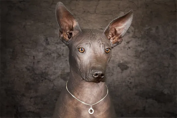 Chien nu images libres de droit, photos de Chien nu  Depositphotos