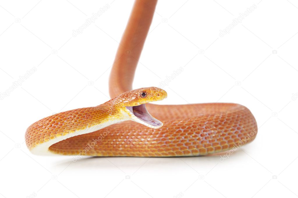 Serpent Fond Blanc Images Libres De Droit Photos De Serpent Fond Blanc Depositphotos