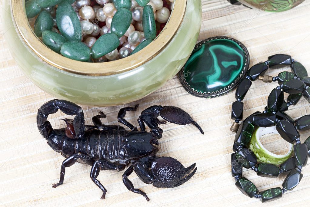 emperor scorpion with womens adornment | 图库照片 08 alexey