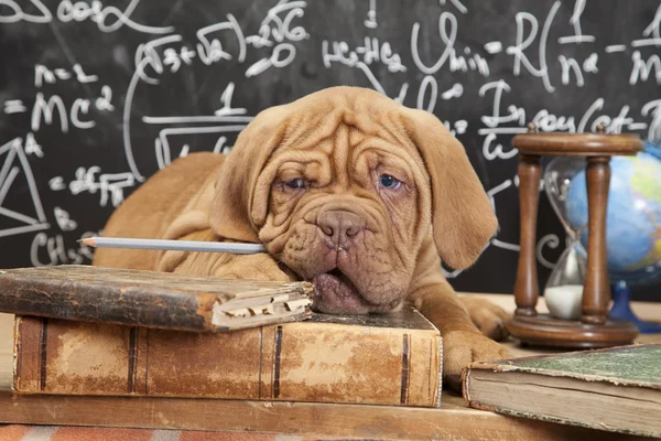 French Mastiff puppy with books