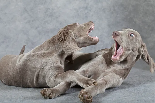 long haired weimaraner dog