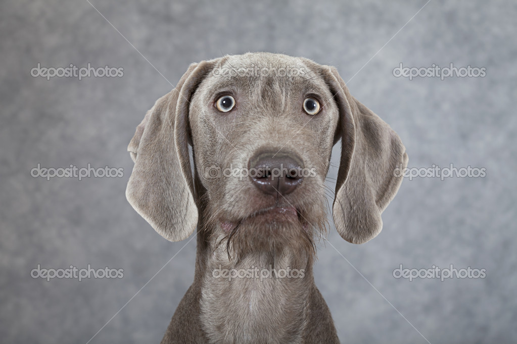 wirehaired slovakian pointer