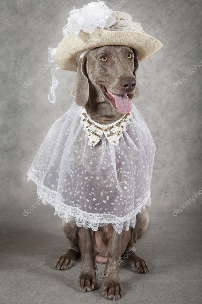 weimaraner hat