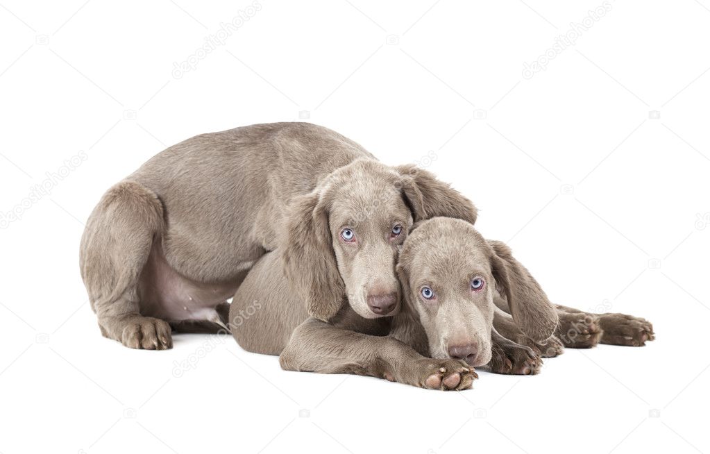 weimaraner puppies