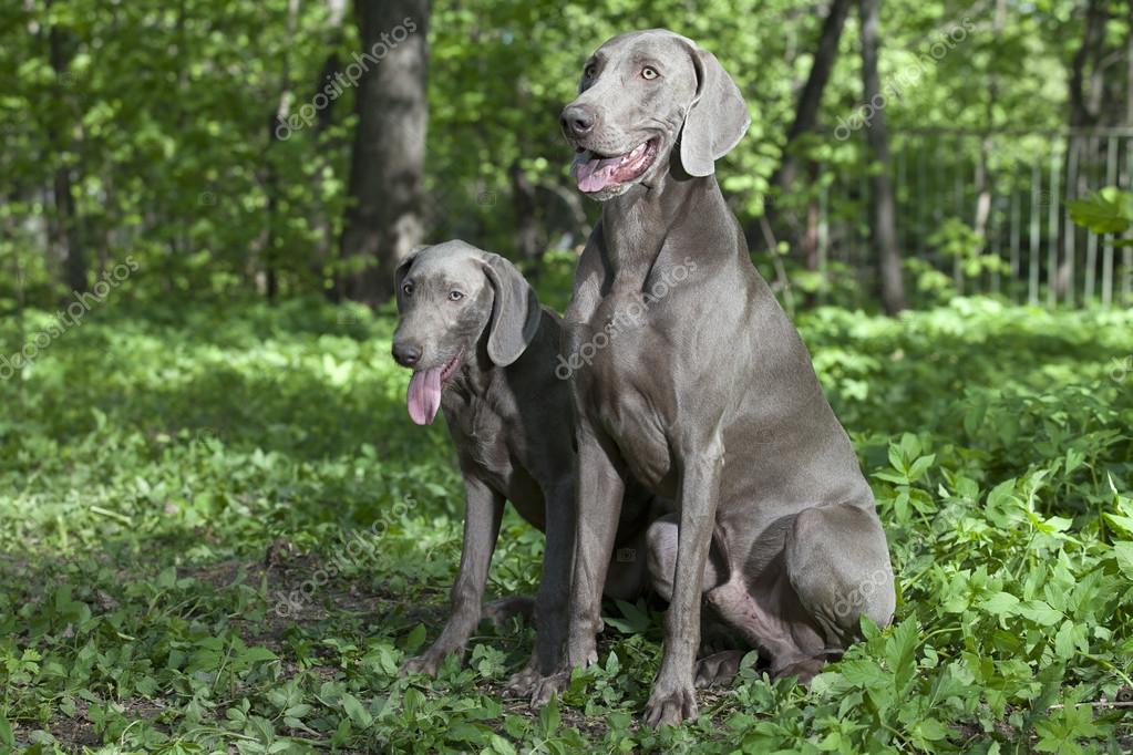 Shorthaired Weimaraner Dogs Outdoor Stock Photo C Alkir Dep